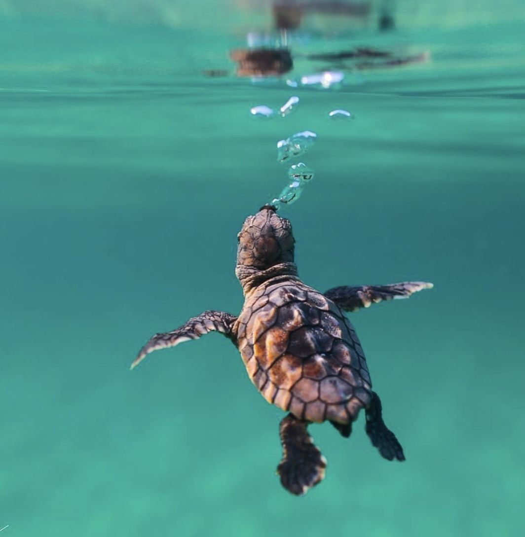 Tortuga marina · símbolo Marëa